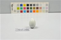 藏品(灰椋鳥卵)的圖片